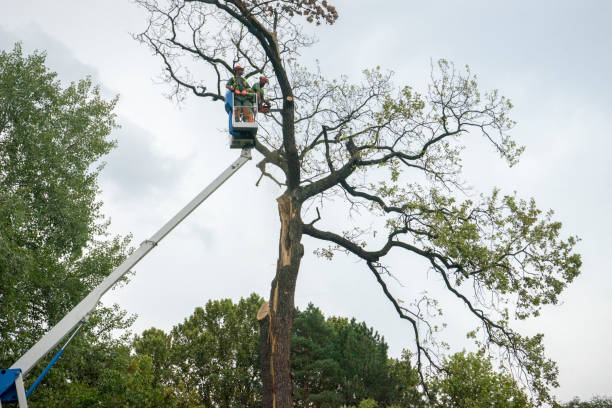 Best Tree Cabling and Bracing  in Boone, NC