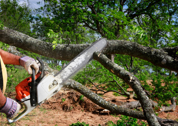 Best Root Management and Removal  in Boone, NC